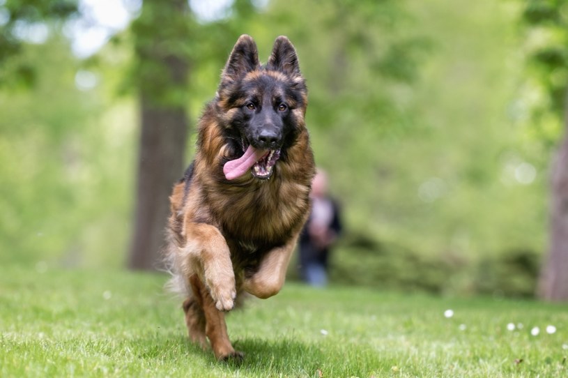 Tylko w Policji służy obecnie ponad 900 psów, w tym m.in. owczarki niemieckie /123RF/PICSEL