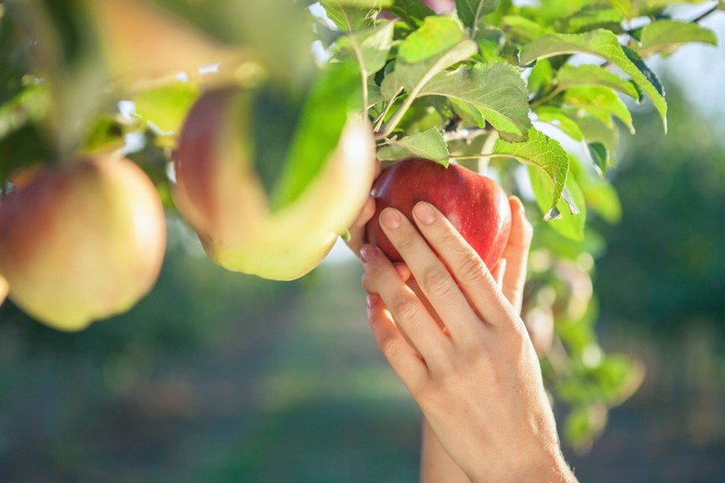 Tylko w Polsce uprawia się aż 250 rodzajów jabłek /123RF/PICSEL