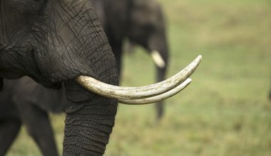 Tylko w tym roku zabito już 1600 słoni. Powód jest szokujący