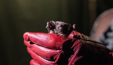 Tylko w Warszawie występuje aż 18 gatunków. Nad Wisłą zebrały się tłumy