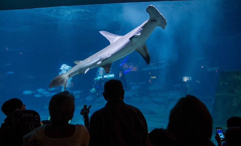 Tylko z pozoru wydaje się, że rekiny nie mają łusek /AFP