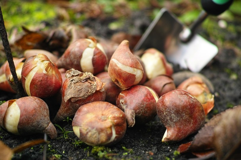 Tylko zdrowe cebulki zapewnią ci sukces w ogrodzie /123RF/PICSEL