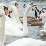 Tylu łabędzi nie było tu od lat. Park narodowy z rekordowym wynikiem