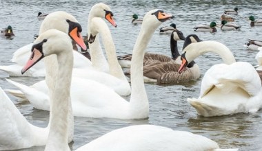 Tylu łabędzi nie było tu od lat. Park narodowy z rekordowym wynikiem