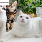 Tym Instagramem rządzą koty. Są na każdym zdjęciu! 