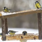 Tym sposobem zwabisz ptaki do karmnika. Mało kto wykorzystuje ten trik