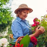 Tymi pracami ogrodowymi warto zająć się we wrześniu. Nie tylko zbiór plonów