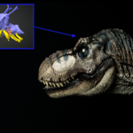 Tyranozaur był tak inteligentny jak współczesne małpy? Nowa teoria wywołała prawdziwą wojnę