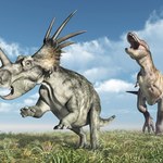 Tyranozaur siał wielki terror. Dinozaury paraliżował strach. Jest dowód
