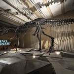 Tyranozaur sprzedany w Szwajcarii za miliony euro