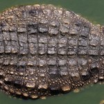 Tyranozaur to niejedyny rex. Wodny drapieżnik wielki jak autobus