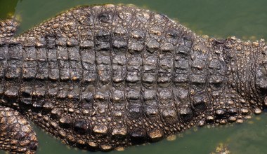 Tyranozaur to niejedyny rex. Wodny drapieżnik wielki jak autobus