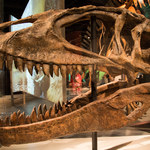 Tyranozaur to przy nim pikuś. Badacze odkryli giganta z rekinimi zębami