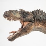Tyranozaury były cudem ewolucji. Nikt czegoś podobnego nie potrafił