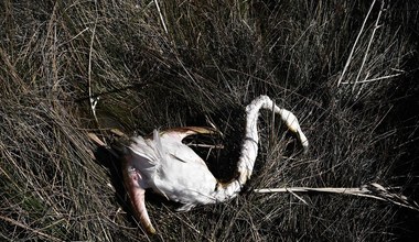 Tysiąc flamingów zginęło w wyniku niszczycielskiej suszy w Turcji
