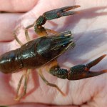 Tysiąc małych stworzeń trafiło do rzek. Warto je chronić