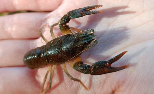 Tysiąc małych stworzeń trafiło do rzek. Warto je chronić