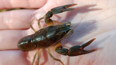 Tysiąc małych stworzeń trafiło do rzek. Warto je chronić
