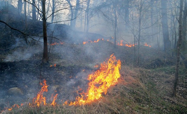 Tysiąc pożarów lasów w pięć dni