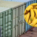 Tysiące bananów pojawiło się na plaży. Kontenery z owocami wypadły za burtę