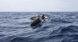Tysiące delfinów zginęło w wyniku wojny w Ukrainie