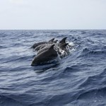 Tysiące delfinów zginęło w wyniku wojny w Ukrainie
