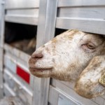 wypadki drogowe Tysiące giną na morzu i drogach. Jest szansa na zmianę losu zwierząt