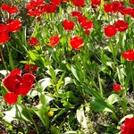 Tysiące kwiatów zakwitnie wiosną na kampusie Politechniki Krakowskiej