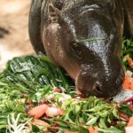 Tysiące ludzi świętuje urodziny hipopotamki. Przyjechali z całego świata