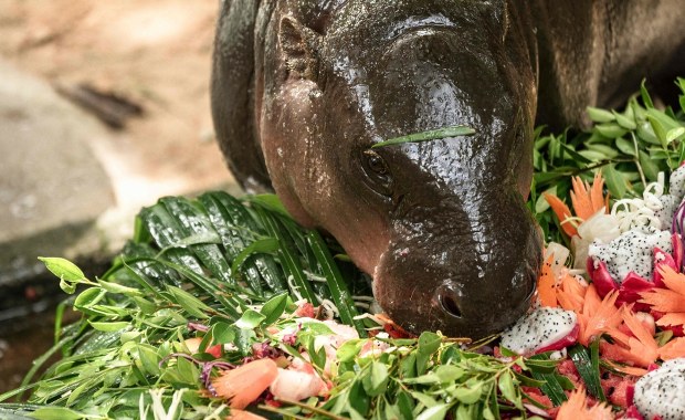 Tysiące ludzi świętuje urodziny hipopotamki. Przyjechali z całego świata