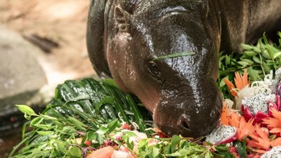 Tysiące ludzi świętuje urodziny hipopotamki. Przyjechali z całego świata
