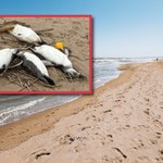 Tysiące martwych pingwinów na plaży w Urugwaju. Przyczyna jest zagadką