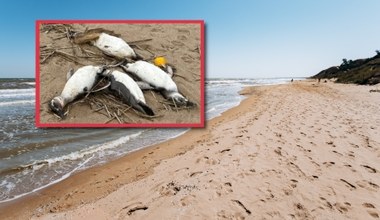 Tysiące martwych pingwinów na plaży w Urugwaju. Przyczyna jest zagadką