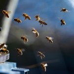 Tysiące martwych pszczół pod Pleszewem. Zostały otrute? 