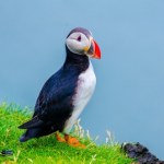 Tysiące martwych ptaków na europejskich plażach. Tak źle nie było od dekady