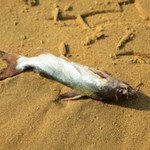 Tysiące martwych ryb na plażach we Francji. Dwie hipotezy specjalistów