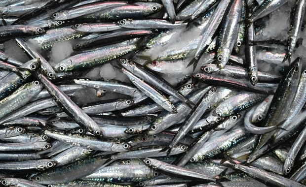 Tysiące martwych ryb na plaży w Japonii
