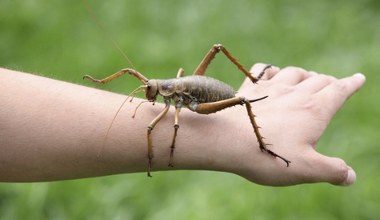 Tysiące ogromnych owadów wypuszczono na wolność. To prawdziwe giganty