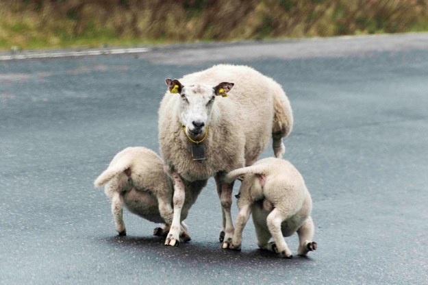 Tysiące owiec umierają na Islandii w tajemniczy sposób