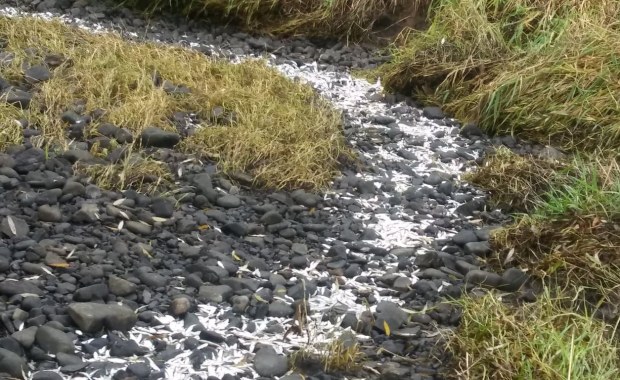 Tysiące śniętych ryb na Żywiecczyźnie