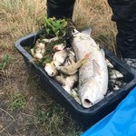 Tysiące śniętych ryb w Odrze. „To katastrofa ekologiczna”
