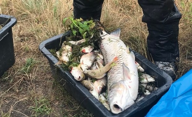 Tysiące śniętych ryb w Odrze. „To katastrofa ekologiczna”