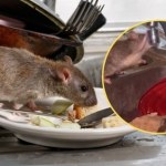 Tysiące szczurów opanowały dom. Miasto ogłasza alarm