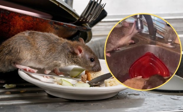 Tysiące szczurów opanowały dom. Miasto ogłasza alarm