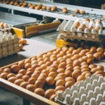 Tysiące ton jaj z Ukrainy. "Kontyngenty nie chronią unijnego rynku" 