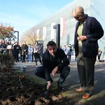 Tysiące tulipanów zakwitnie w przyszłym roku przy Muzeum POLIN