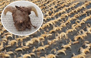 Tysiące zmumifikowanych baranich głów. Wyjątkowe odkrycie z Egiptu