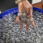 Tysiące żywych mrówek w walizce. Kolekcjonerzy płacą za nie fortunę 