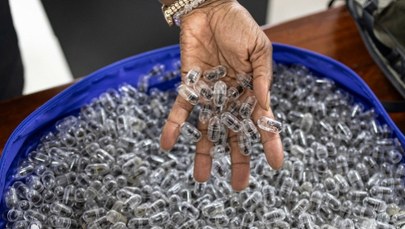 Tysiące żywych mrówek w walizce. Kolekcjonerzy płacą za nie fortunę 