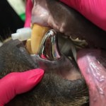 Tytanowy zgryz. Zwierzę dostało największą koronę dentystyczną świata